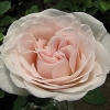 Rose princ jardinière